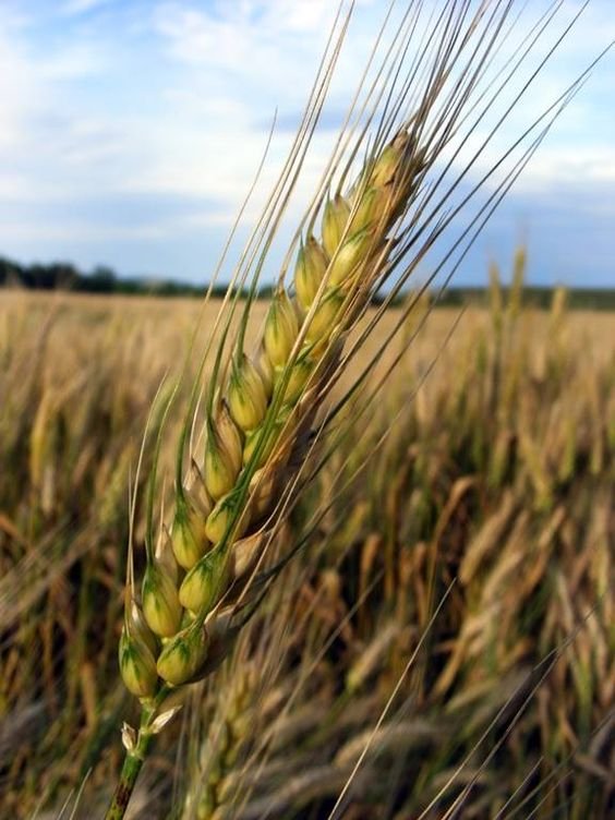 Dezső Tibor Búzakalász Az almási határ egyik vértesaljai szegletében: 